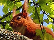 Red Squirrel Safari